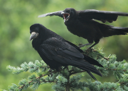Råge (Corvus frugilegus)