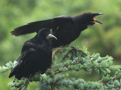 Råge (Corvus frugilegus)