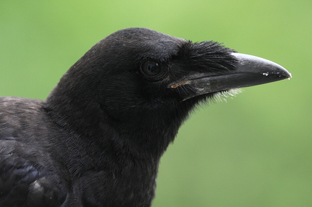Råge (Corvus frugilegus)