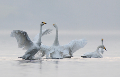 Sangsvane (Cygnus cygnus)