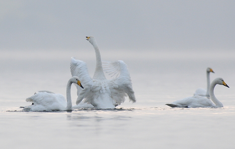 Sangsvane (Cygnus cygnus)