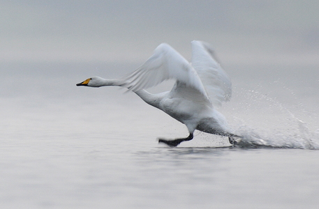 Sangsvane (Cygnus cygnus)