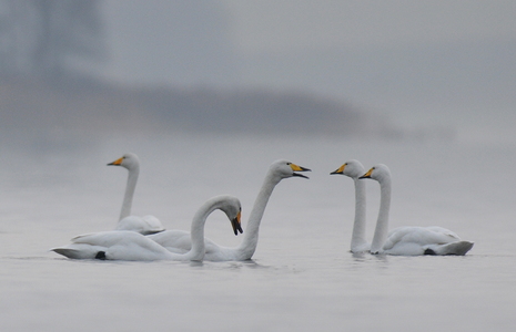 Sangsvane (Cygnus cygnus)