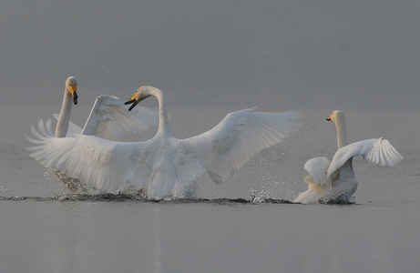 Sangsvane (Cygnus cygnus)