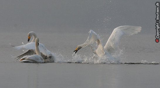 Sangsvane (Cygnus cygnus)