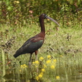 Sort Ibis (Plegadis falcinellus)