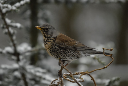  Sjagger (Turdus pilaris)