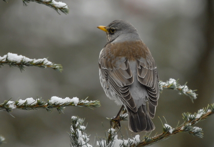 Sjagger (Turdus pilaris)