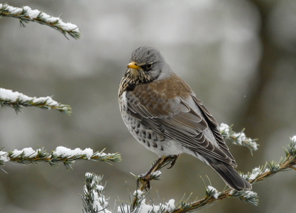  Sjagger (Turdus pilaris)
