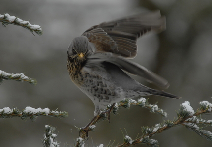 Sjagger (Turdus pilaris)
