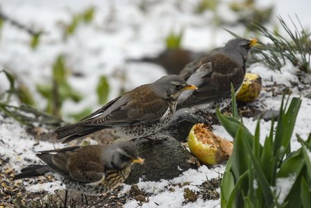 Sjagger (Turdus pilaris)