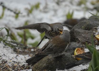  Sjagger (Turdus pilaris)