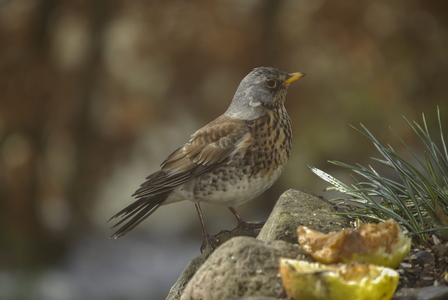 Sjagger (Turdus pilaris)