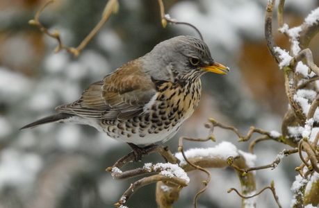 Sjagger (Turdus pilaris)