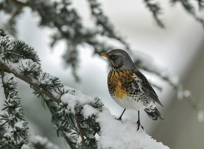 Sjagger (Turdus pilaris)