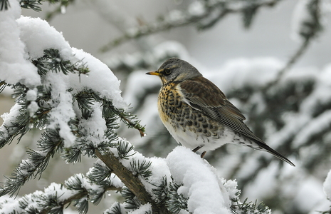 Sjagger (Turdus pilaris)