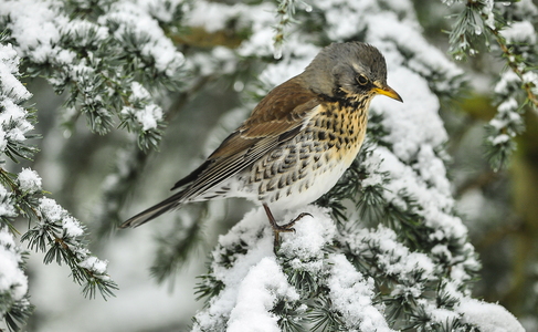  Sjagger (Turdus pilaris)