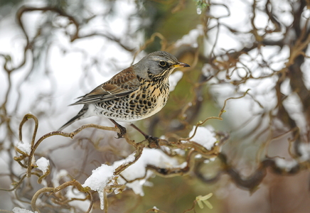 Sjagger (Turdus pilaris)