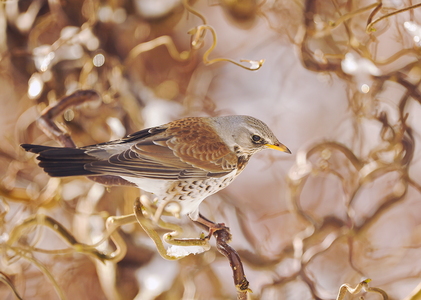  Sjagger (Turdus pilaris)