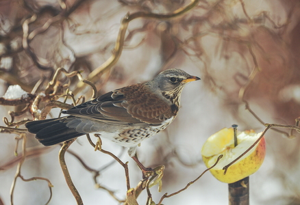 Sjagger (Turdus pilaris)