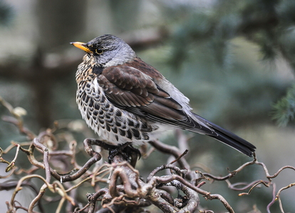 Sjagger (Turdus pilaris)