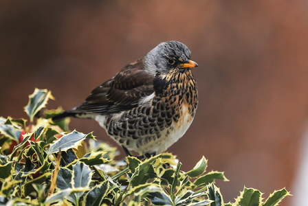 Sjagger (Turdus pilaris)