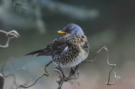 Sjagger (Turdus pilaris)