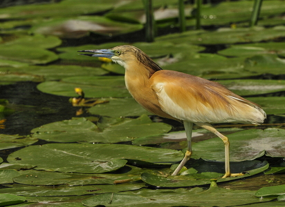 Sjagger (Turdus pilaris)