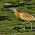 Sjagger (Turdus pilaris)