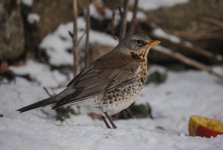 Sjagger (Turdus pilaris)