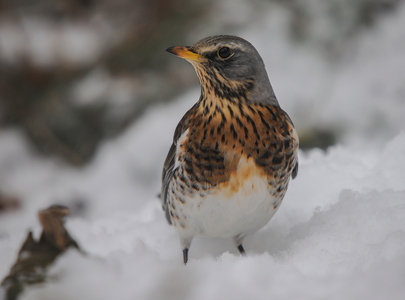 Sjagger (Turdus pilaris)