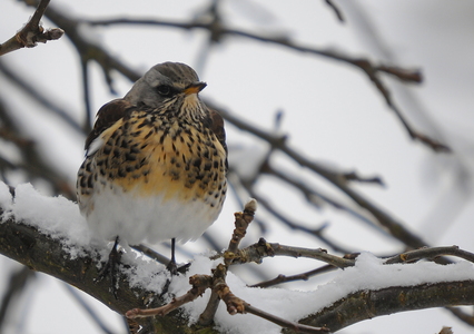 Sjagger (Turdus pilaris)