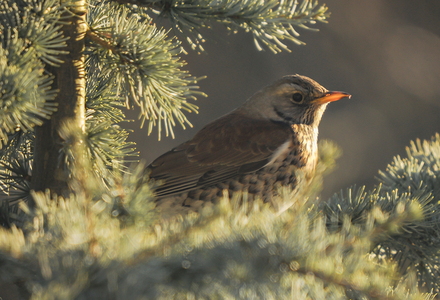 Sjagger (Turdus pilaris)