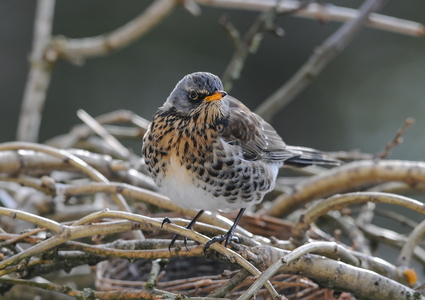 Sjagger (Turdus pilaris)