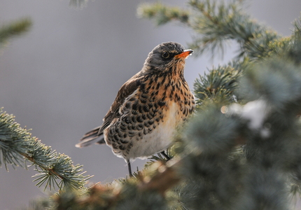 Sjagger (Turdus pilaris)
