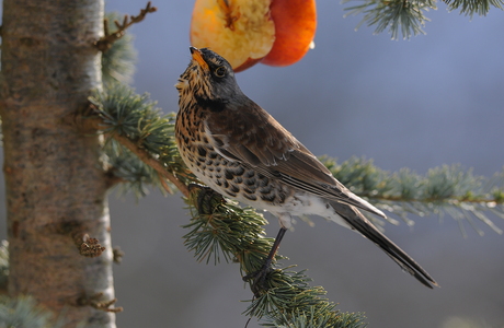 Sjagger (Turdus pilaris)