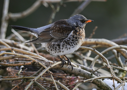 Sjagger (Turdus pilaris)