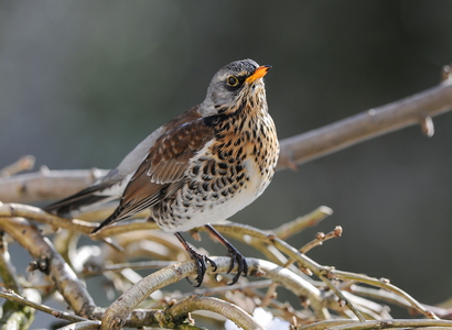 Sjagger (Turdus pilaris)