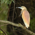Tophejre (Ardeola ralloides)