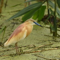 Tophejre (Ardeola ralloides)
