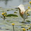 Tophejre (Ardeola ralloides)