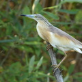 Tophejre (Ardeola ralloides)