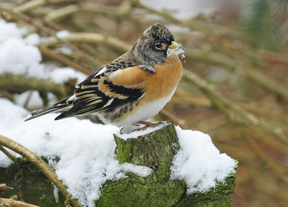  Kvækerfinke (Fringilla montifringilla)