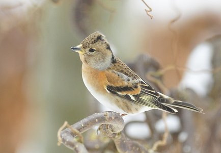 Kvækerfinke (Fringilla montifringilla)