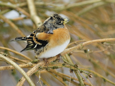 Kvækerfinke (Fringilla montifringilla)