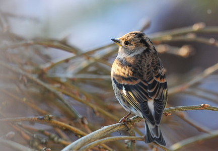 Kvækerfinke (Fringilla montifringilla)