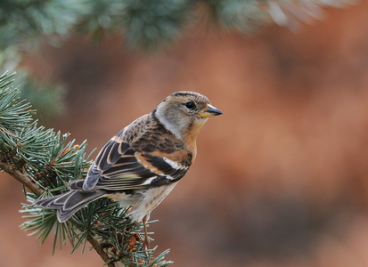 Kvækerfinke (Fringilla montifringilla)