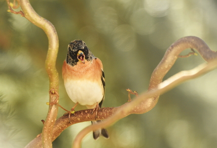 Kvækerfinke (Fringilla montifringilla)