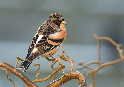 Kvækerfinke (Fringilla montifringilla)