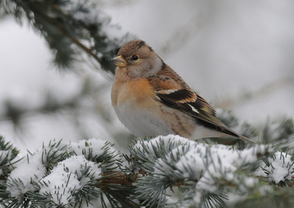 Kvækerfinke (Fringilla montifringilla)